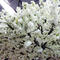 hot selling 5ft white Plastic Cherry Blossom tree pink centerpieces for wedding table