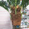 3 meters Artificial Plastic Palm tree indoor outdoor