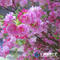 Artificial cherry blossom trees Big trunk fiberglass indoor outdoor decorative