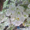 Artificial cherry blossom trees Big trunk fiberglass indoor outdoor decorative