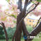 1~10 meters Japanese Artificial cherry flower tree