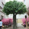 Large artificial banyan tree trunk banyan tree