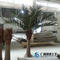 Small palm tree coconut tree