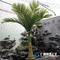 plastic and fiberglass small artificial palm tree for indoor decorations