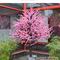 indoor and outdoor decoration of peach tree distinctive tree high quality for hot sale decoration