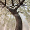 Artificial white cherry blossom tree