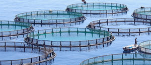 Aquaculture ＆ Fish Farming