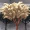 Reed bonsai plant