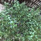 Decorative artificial olive tree for sale