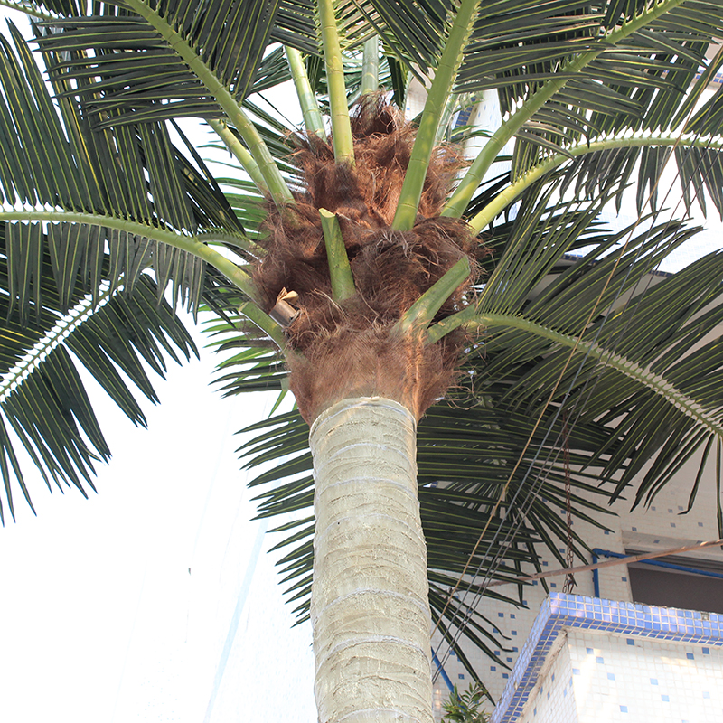  6 m вештачка палма од фиберглас од кокосово дрво за надворешна декорација на градината 