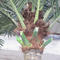 Artificial plants coconut tree
