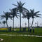 Artificial palm coconut tree Hotel garden