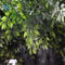 Large Artificial Ficus Banyan Trees