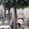 Big Artificial Banyan Tree Outdoor