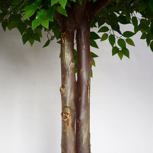  Artificial ficus tree Event and Party