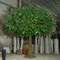 Indoor and outdoor large bonsai tree