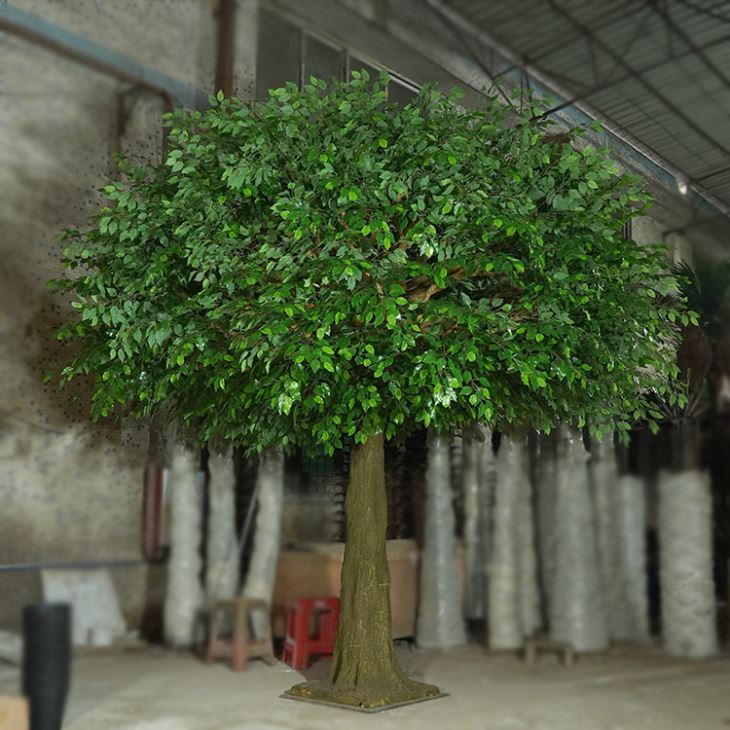 Indoor and outdoor large bonsai tree