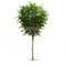 High quality large artificial ficus tree