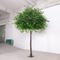 3m green plastic wooeden ficus tree