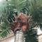 High quality artificial coconut palm tree