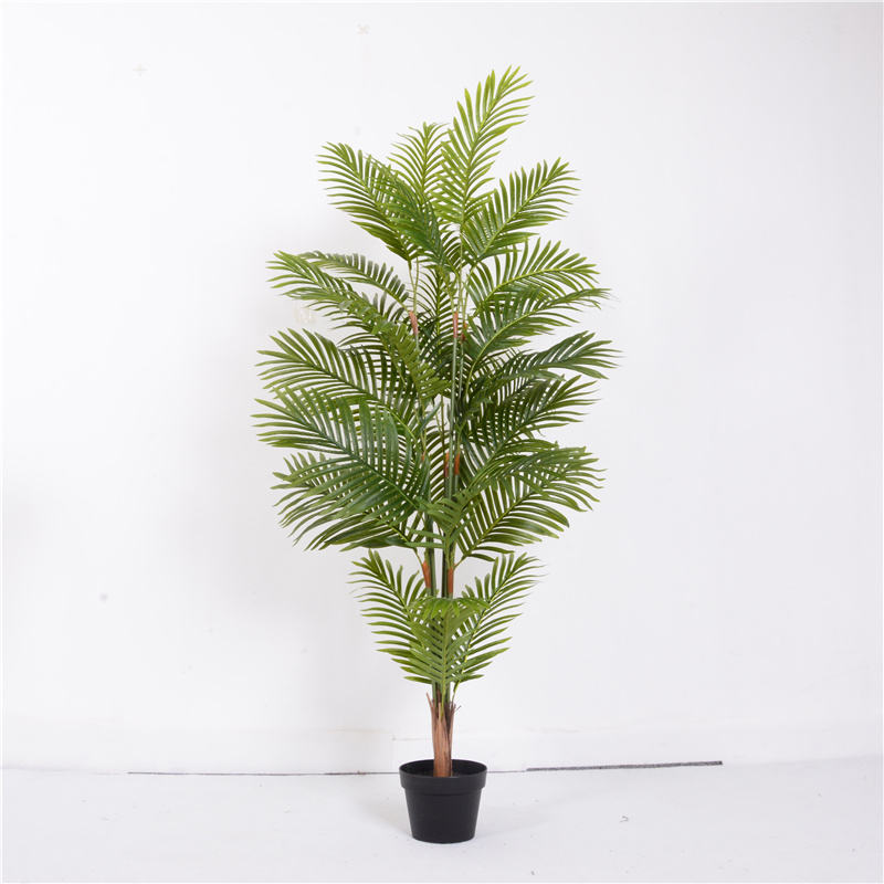 New launch areca palm bonsai tree