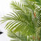 New launch areca palm bonsai tree