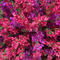 Artificial bougainvillea flower tree for decoration