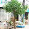 Artificial Polyscias Plant Tree Decoration