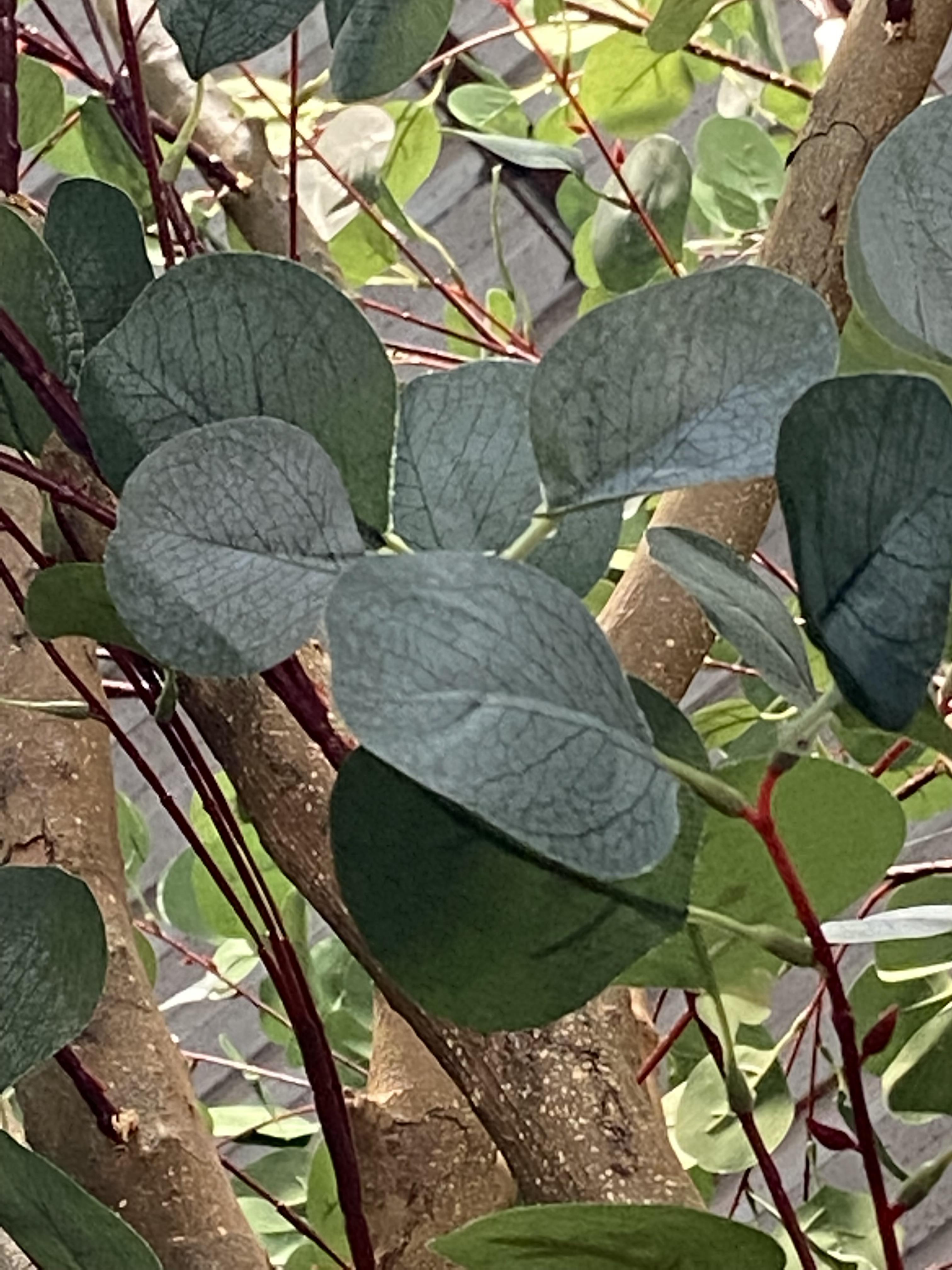 Small Artificial Eucalyptus leaves Tree