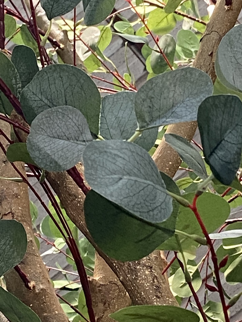  Kleng kënschtlech Eucalyptus Blieder Bam 