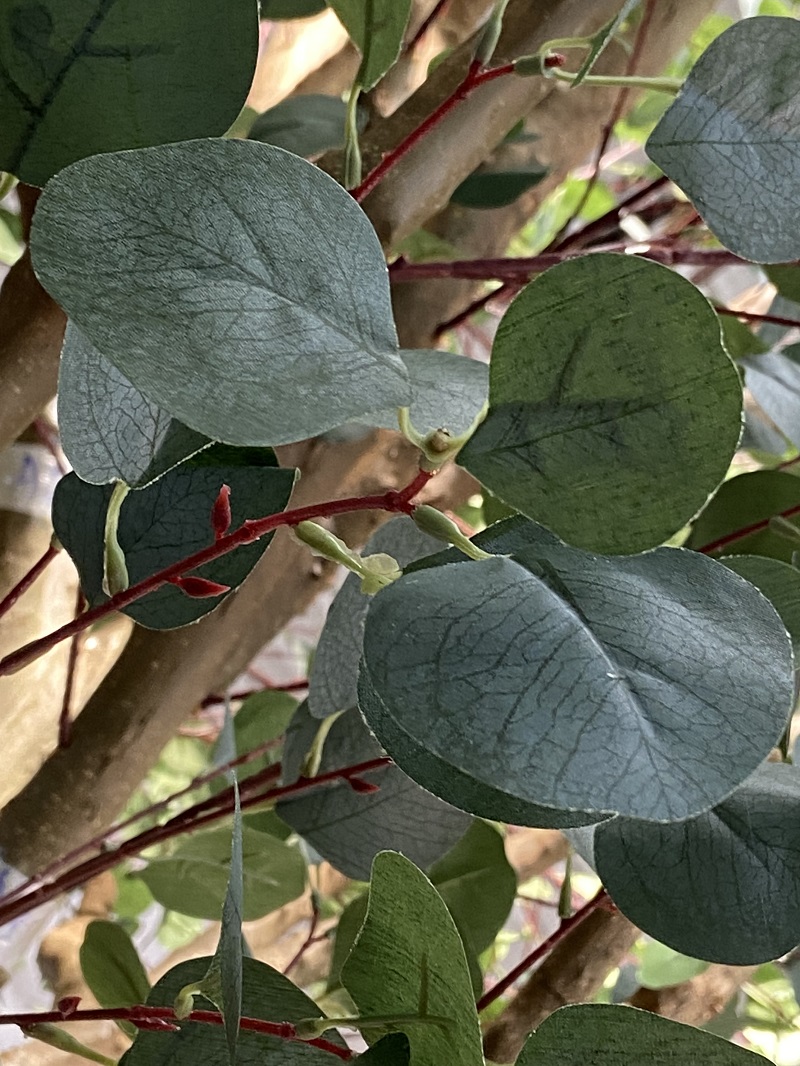  Godhong Eucalyptus 