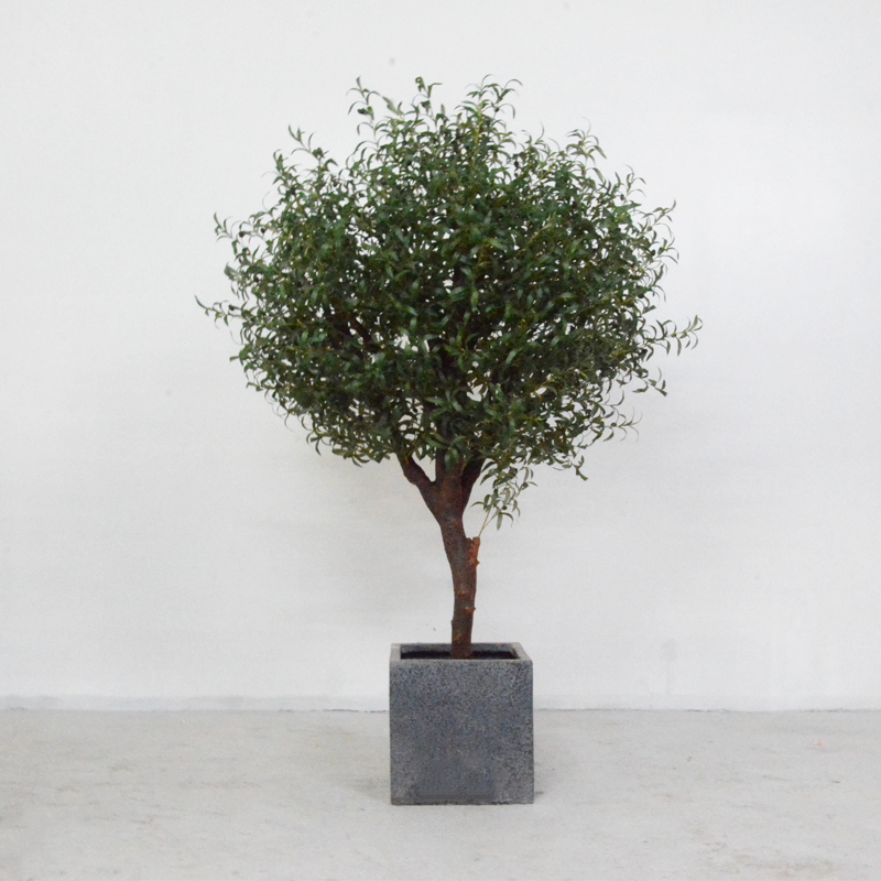 olive tree 4.jpeg