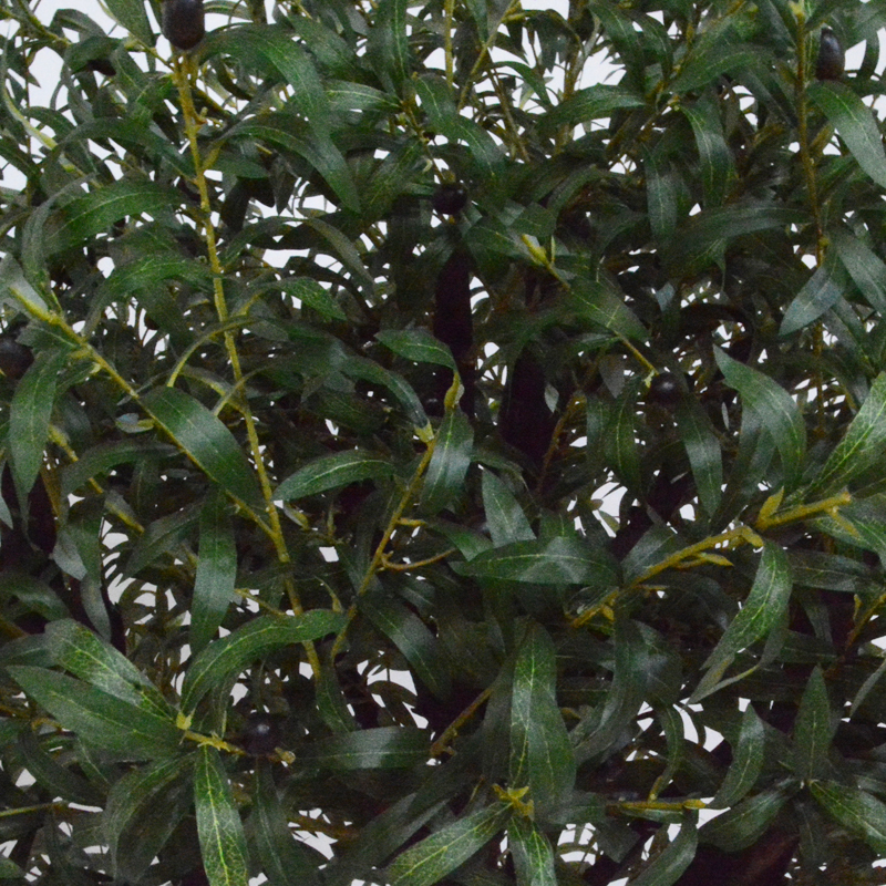 olive tree6.jpeg