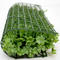 Artificial lawn plastic lucky grass simulation plant wall green plant decoration