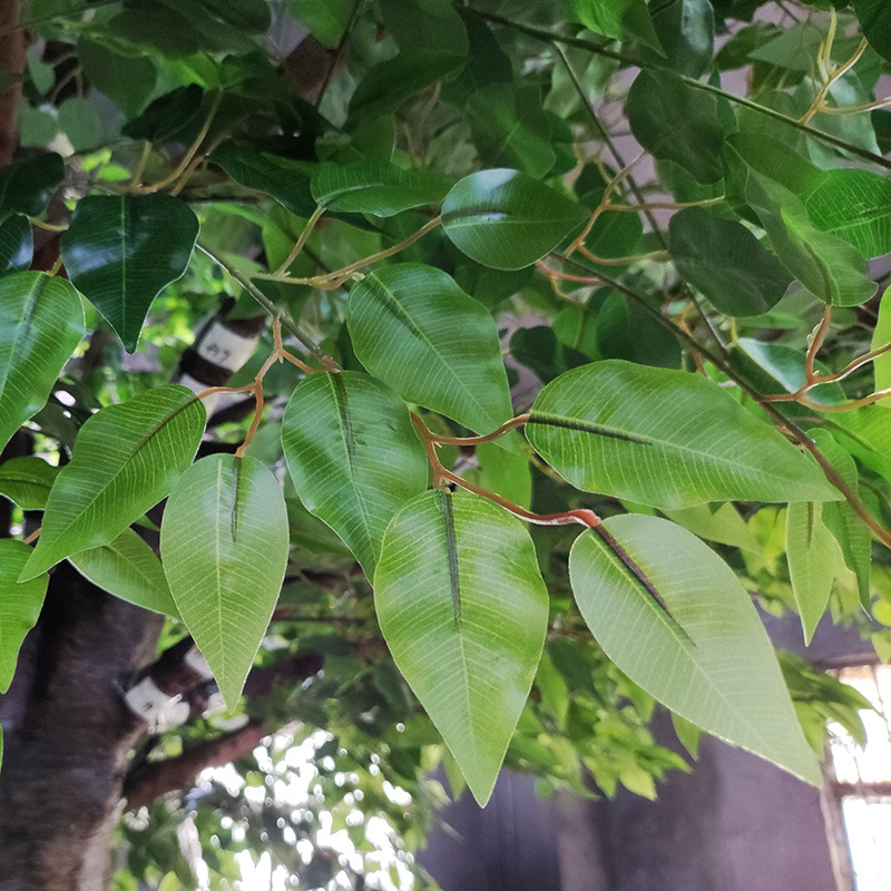  Jilitaanka gudaha ee la habeeyey geedaha banyan ee macmalka ah ee injineernimada muuqaalka 