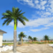 Simulated King Coconut Tree Artificial Palm Tree for Landscape Outdoor Decoration