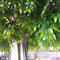 Tremendous Indoor and Outdoor Decoration Artificial Banyan Tree