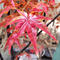 Simulated Red Maple Tree Indoor and Outdoor Decoration Maple Leaf Artificial Tree Square Exhibition Hall Park Hotel Scene Layout Tree