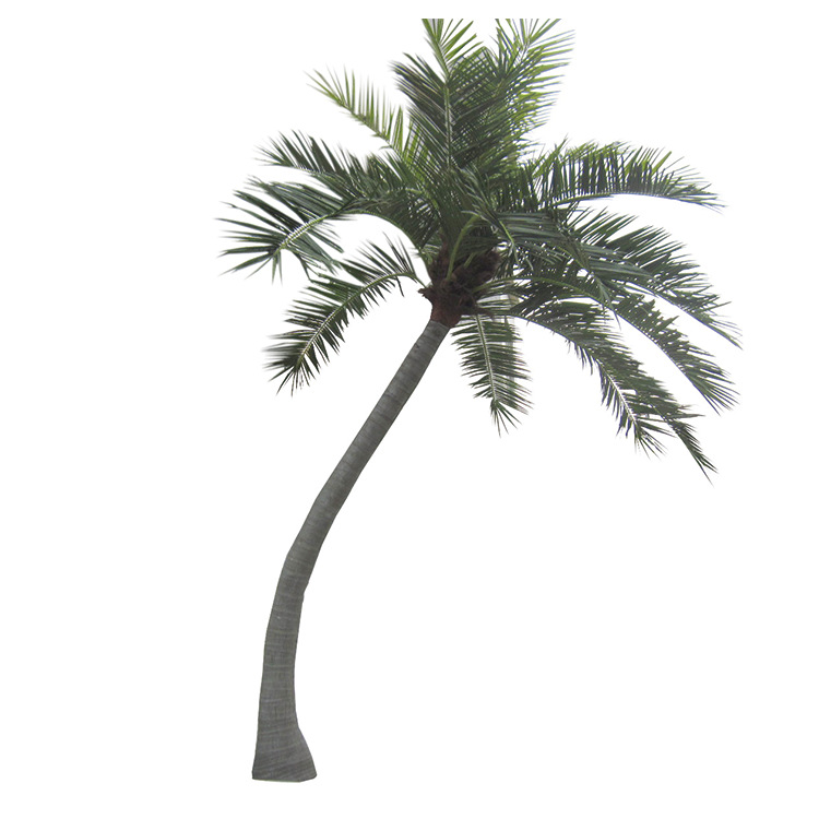  Základná antikokosová palma pre vonkajšie terénne úpravy je vždyzelená po celý rok 