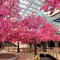 Pink cherry blossom tree