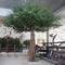 Simulated Large Indoor and Outdoor Olive Tree