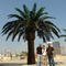 Artificial date palm Outdoor Coconut Tree