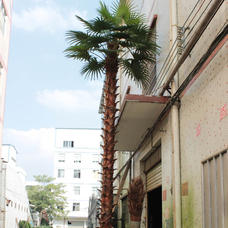 Kunstig cycas palme