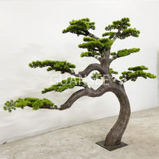 Cliff cypres bonsai simulation velkommen fyr skønhed fyrre indkøbscenter hotel dekoration grønne plante dekorationer