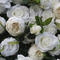 Hvidt stof bund blomst væg baggrundsvæg Bryllupssimulering blomst Bryllupsindkøbscenter vinduesdekoration baggrund pæon blomstervæg