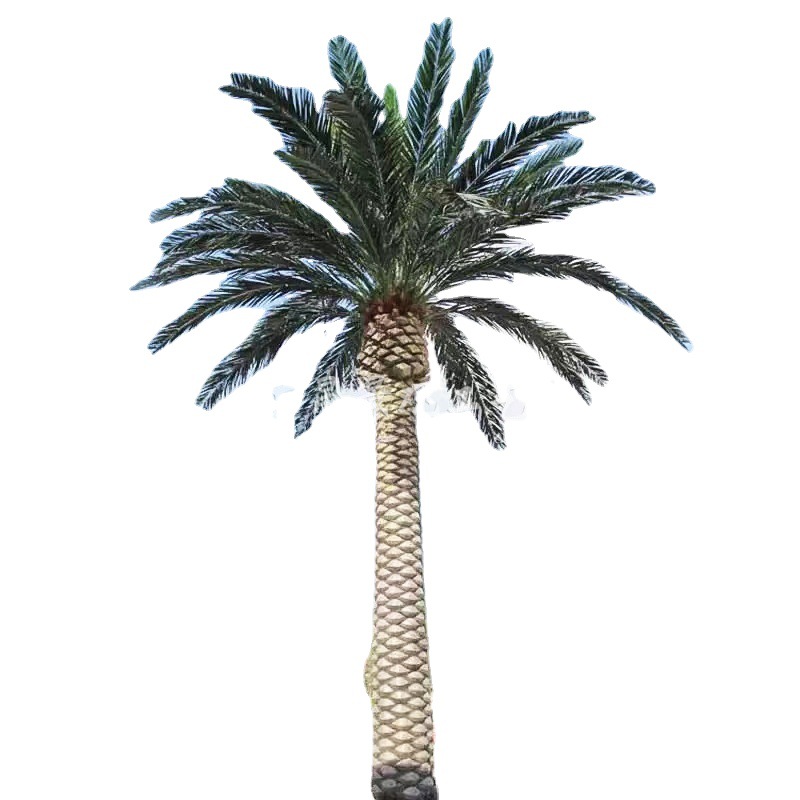 The essential anti coconut tree for outdoor landscaping is evergreen throughout the year