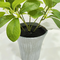 plastic leaf artificial decorative desktop tree artificial plants polyscias guilfoylei for decoration