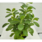 plastic leaf artificial decorative desktop tree artificial plants polyscias guilfoylei for decoration