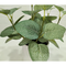 New wedding artificial ceropegia debilis money leaves eucalyptus potted bonsai ornamental foliage plants