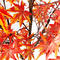 GS-FS010-7 उचाइ 180 सेमी 8 शाखाहरू जापानी बगैचा शरद ऋतु काठ ट्रंक रातो सुन्तला कृत्रिम पातहरू भाँडो संग कृत्रिम मेपल रूख